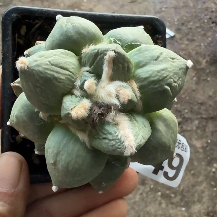 无花朵549白肌牛舌东三