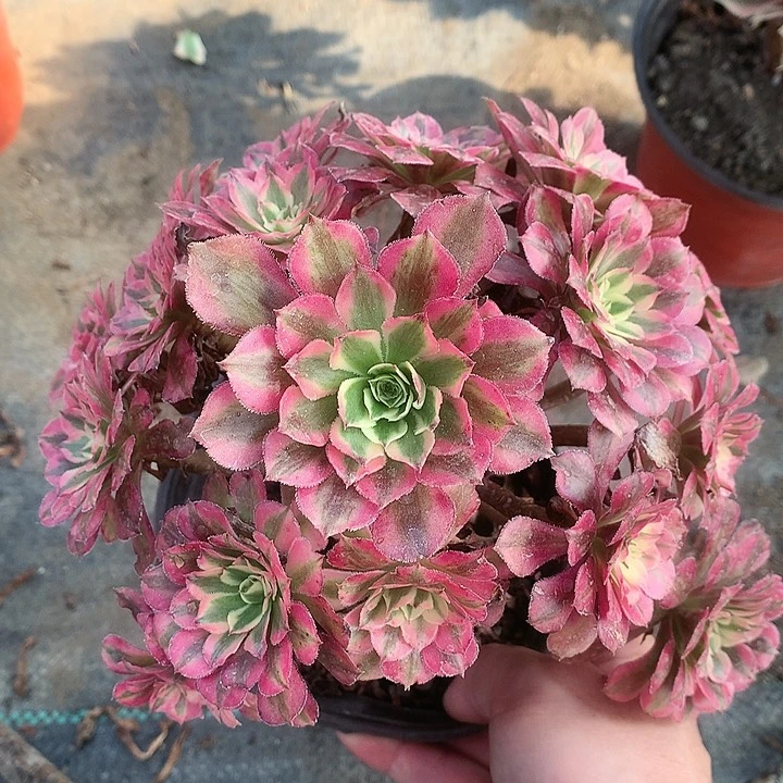 709铜壶超白多肉植物