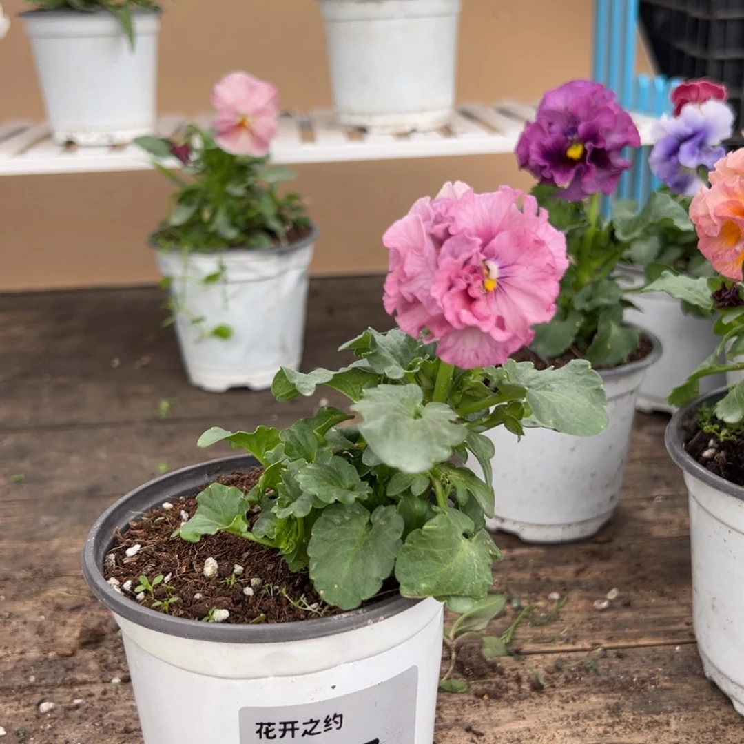 【闪购商品】完全开放217号