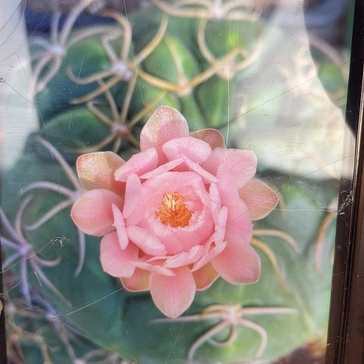 实生海王15公分福利