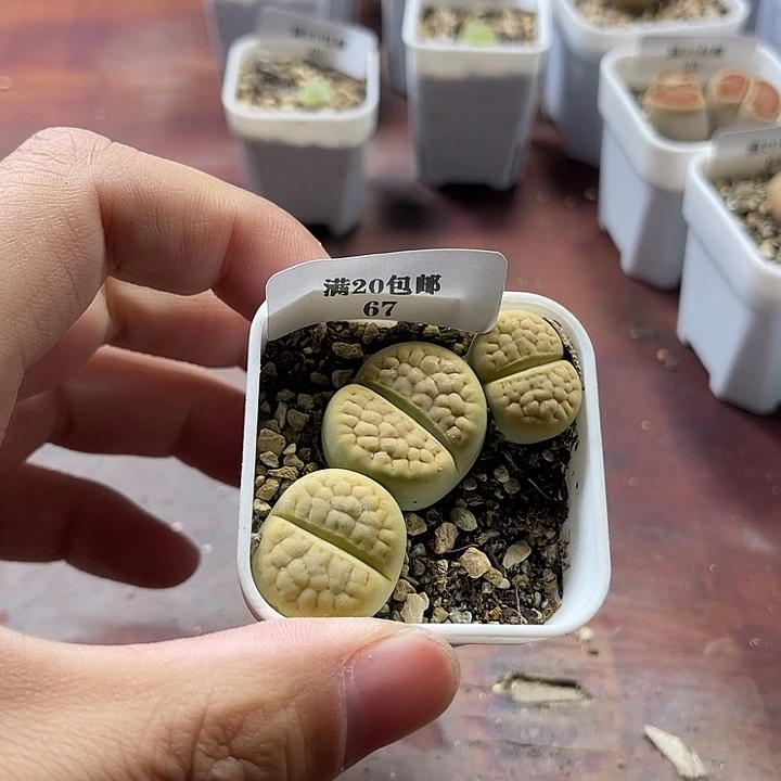 无花朵67、黄绿富贵、、