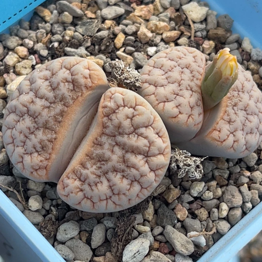 7066双头蜜纹睫毛铁189一颗