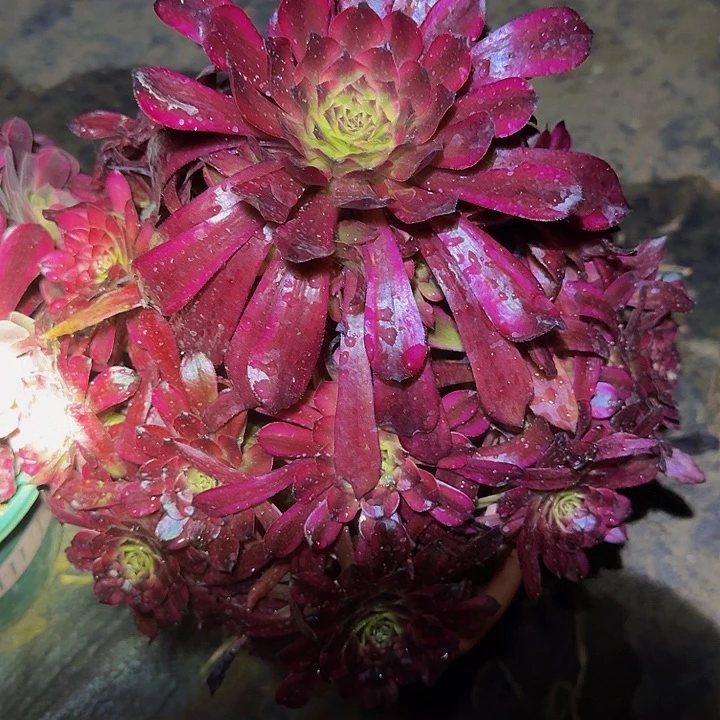 精品美姬捧花亏本福利