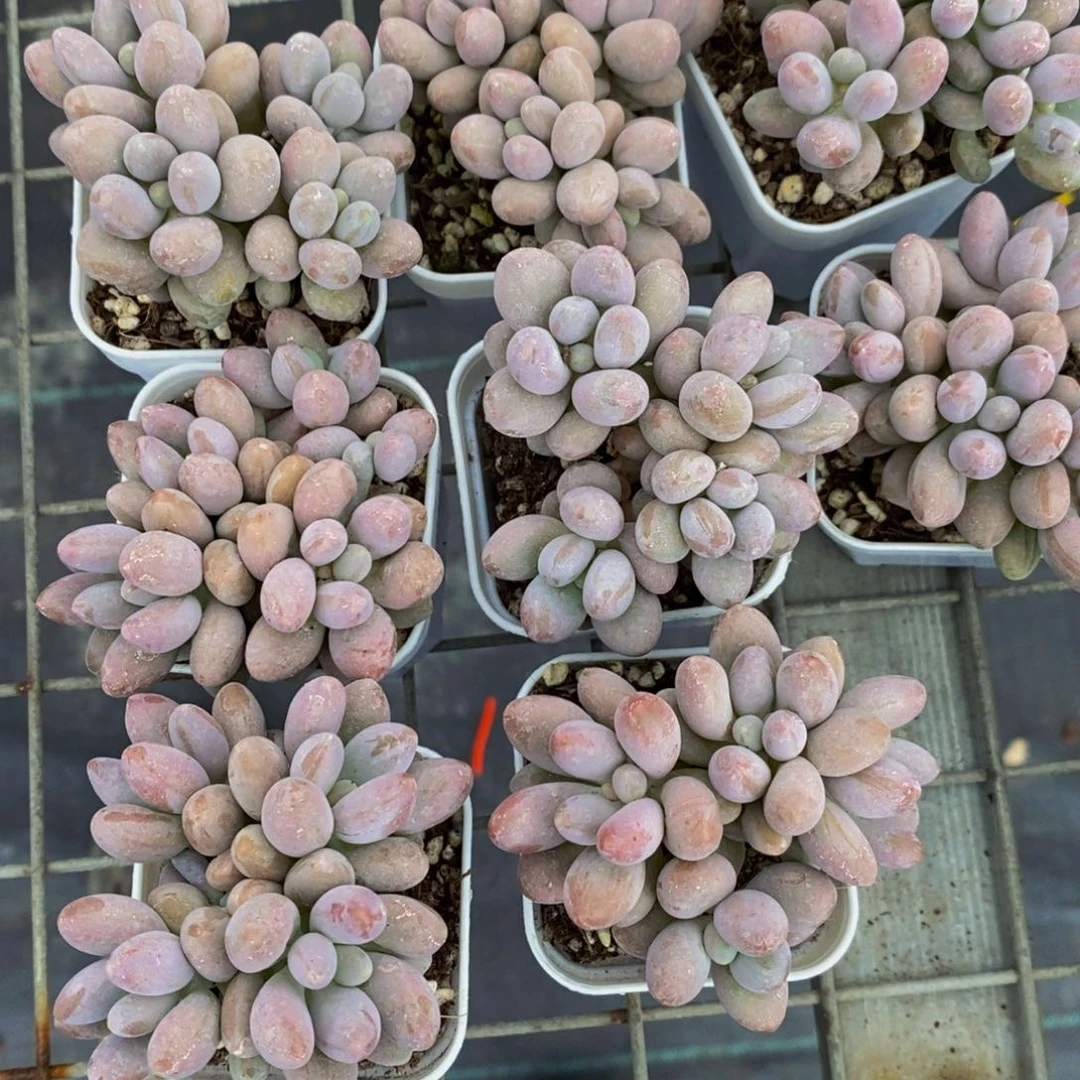 87-精品老桩汤圆群一个