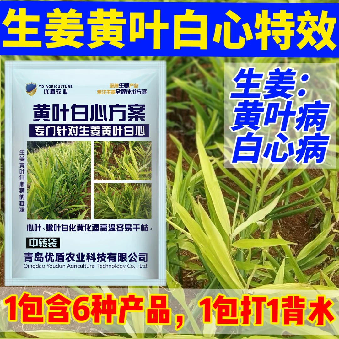 生姜黄叶白心生姜黄叶白心生姜黄叶生姜黄叶白心方案