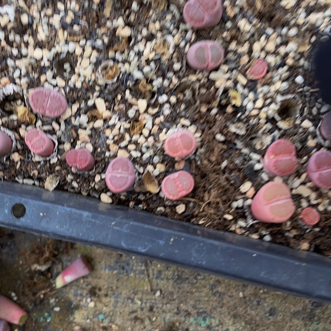 微***、42800000花路啊花花图啊哭啊