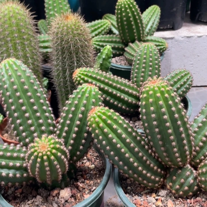 进口金妞金1群生保四五头