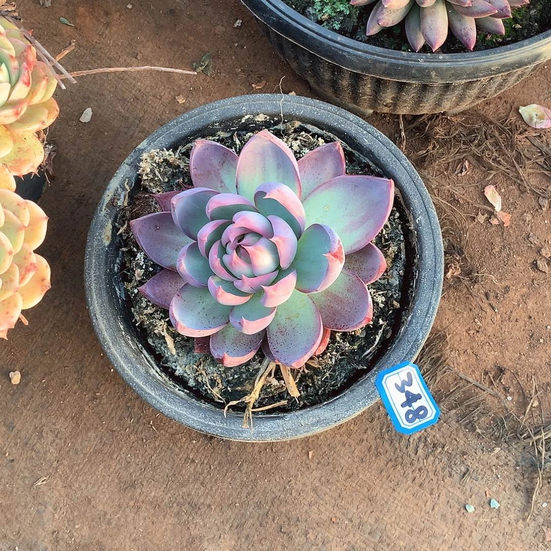 348惊鸿 一物一拍多肉