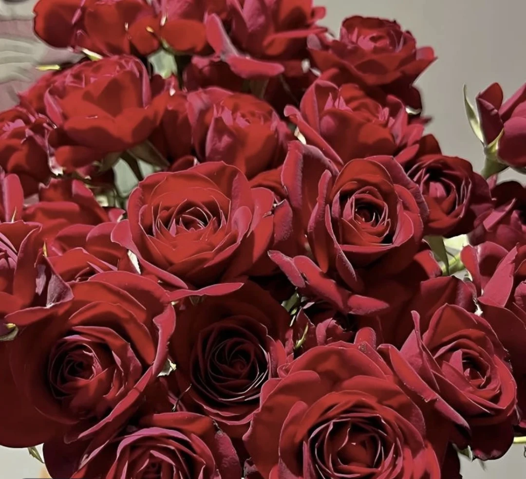 【红丝绒】 一盆多颗 四季开花好养勤花抗病耐热耐寒