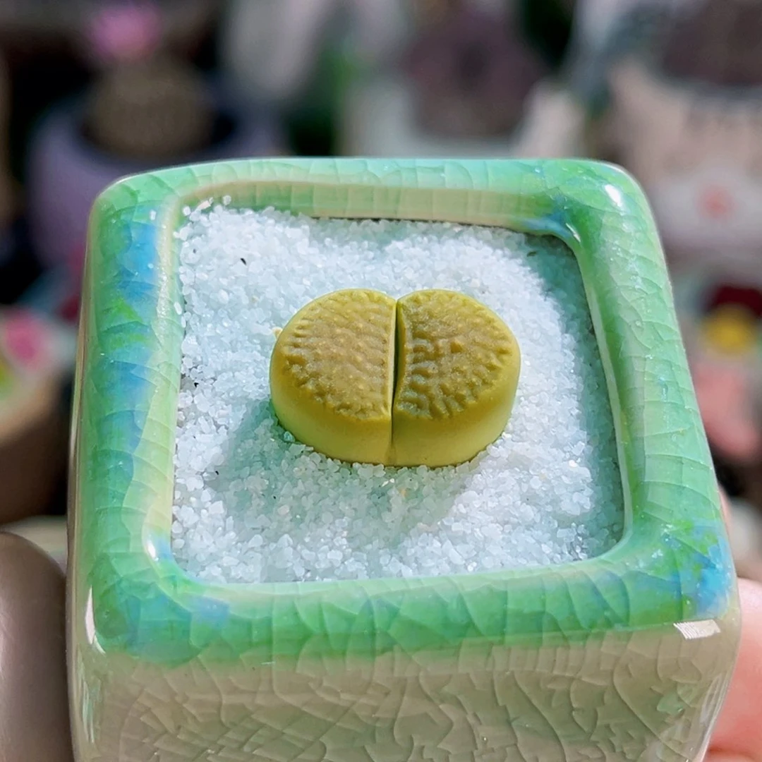 013绿菊连盆带土包邮