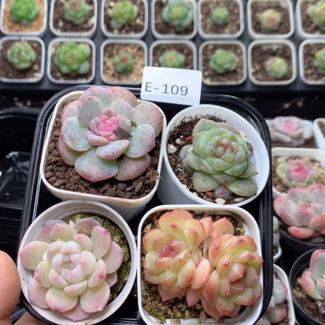 无花朵E109英语英语
