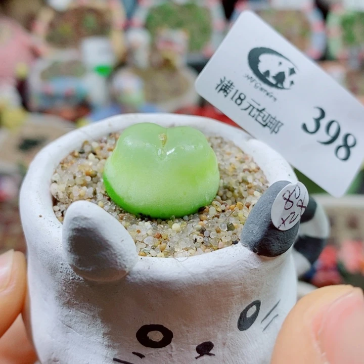 生石花花花花花花花398