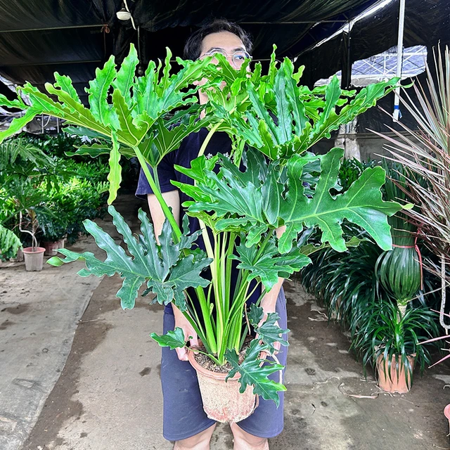 春羽大盆栽龙鳞春雨老桩水培蔓绿绒植物室内外四季常绿观叶大绿植