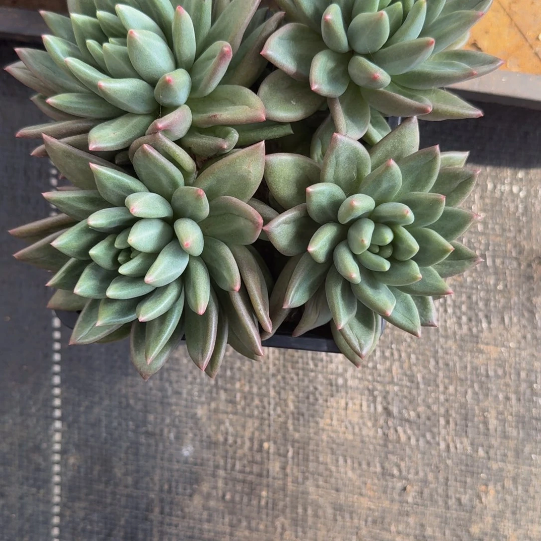 假***如肉肉肉肉肉肉肉肉肉肉