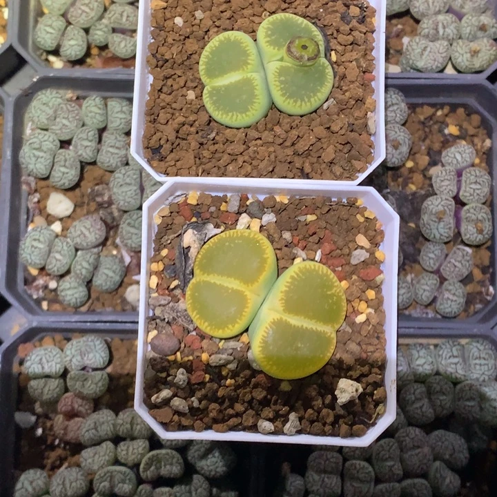 狗**坤精品多肉植物大战僵尸先生们