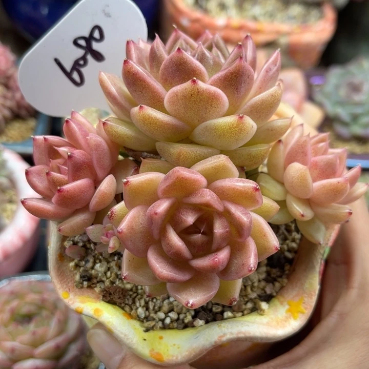 东云珍妮老桩6080