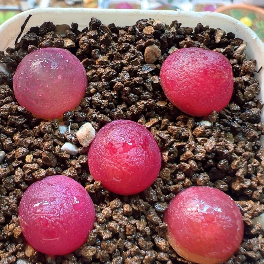 50多肉植物百科灯泡