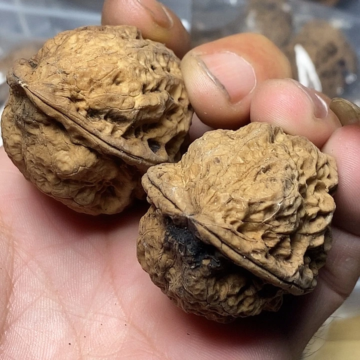 把件文玩核桃云南铁核桃A46