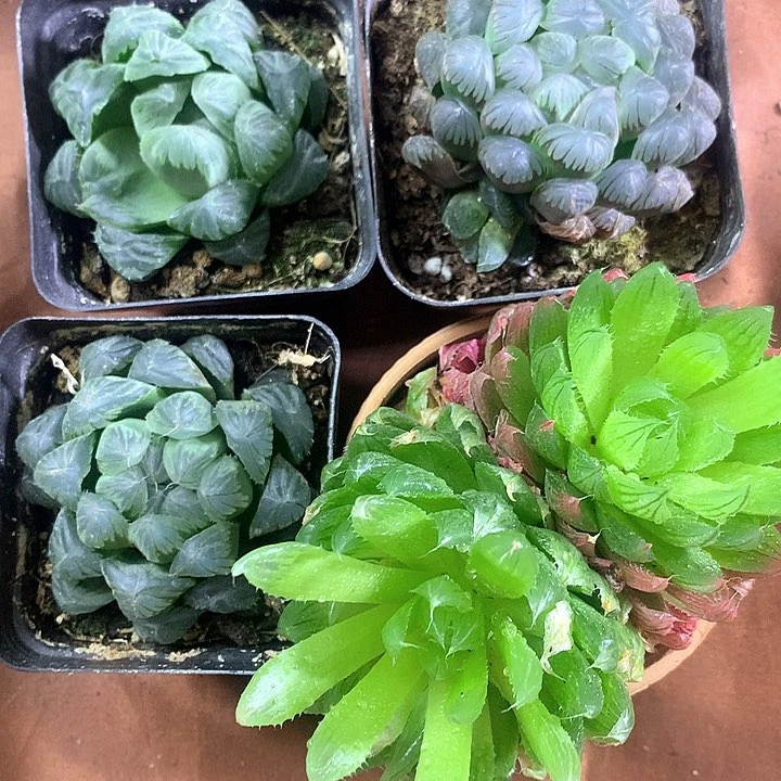 l****?多肉植物玉露4颗发