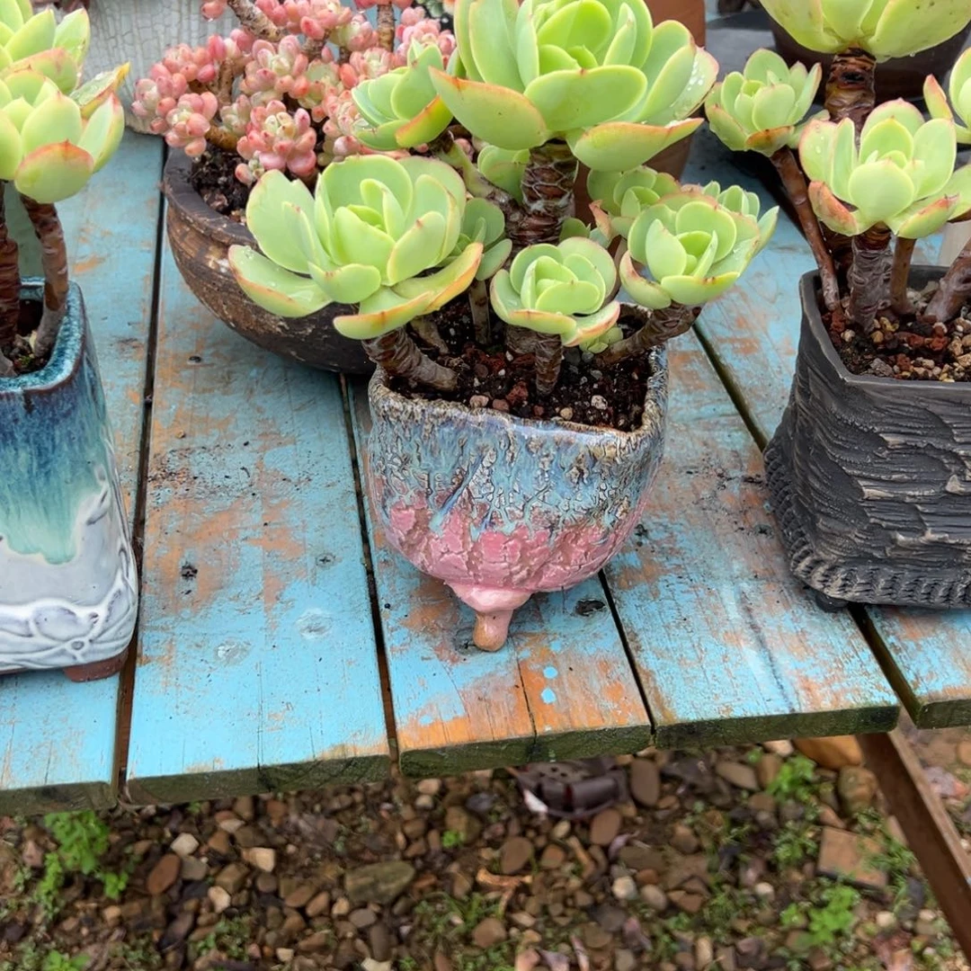秋***。碧桃多肉植物脱土