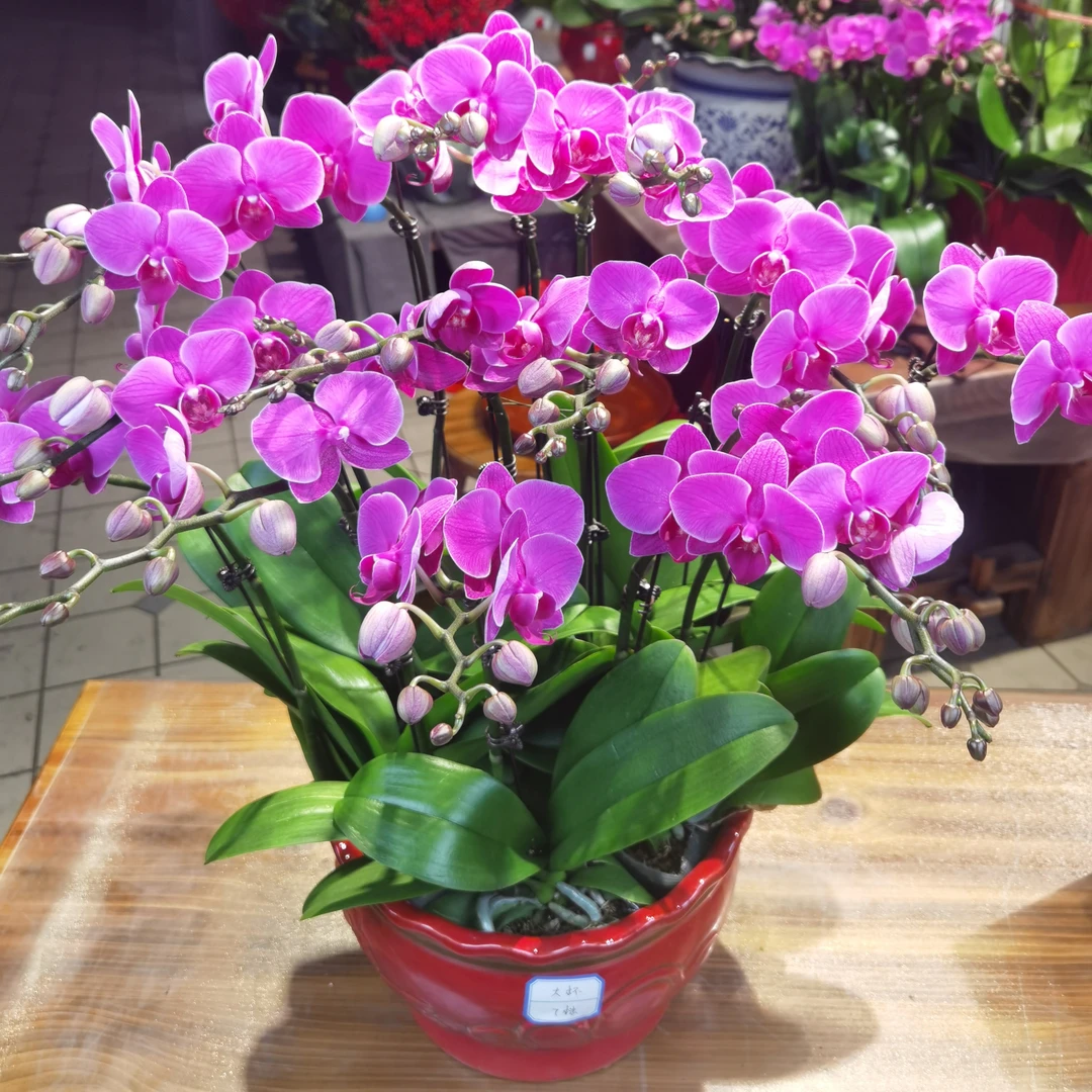 福星 12～14支青岛本地蝴蝶兰