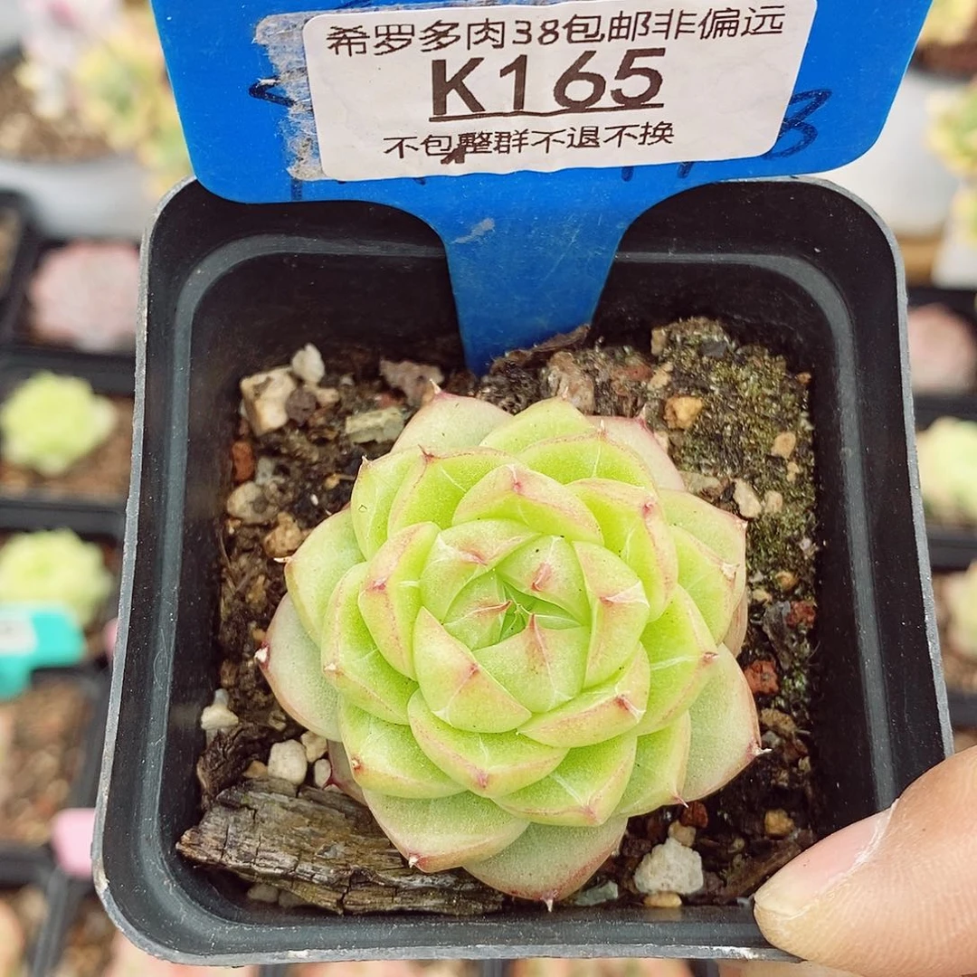 麦秆5cm多肉植物