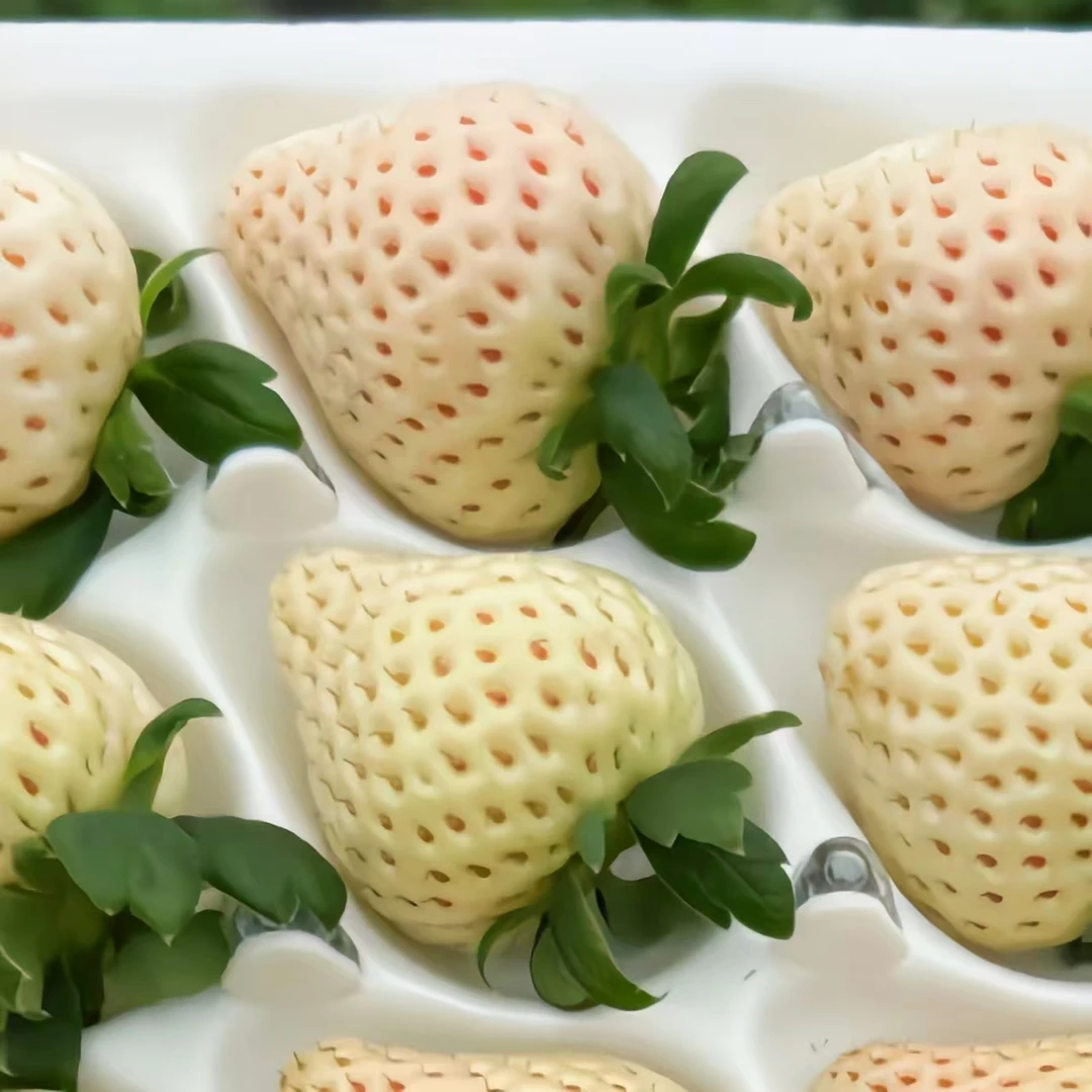 白草莓苗梦之莹梦之芙建德白露天使粉玉淡雪南阳台庭院种植盆栽