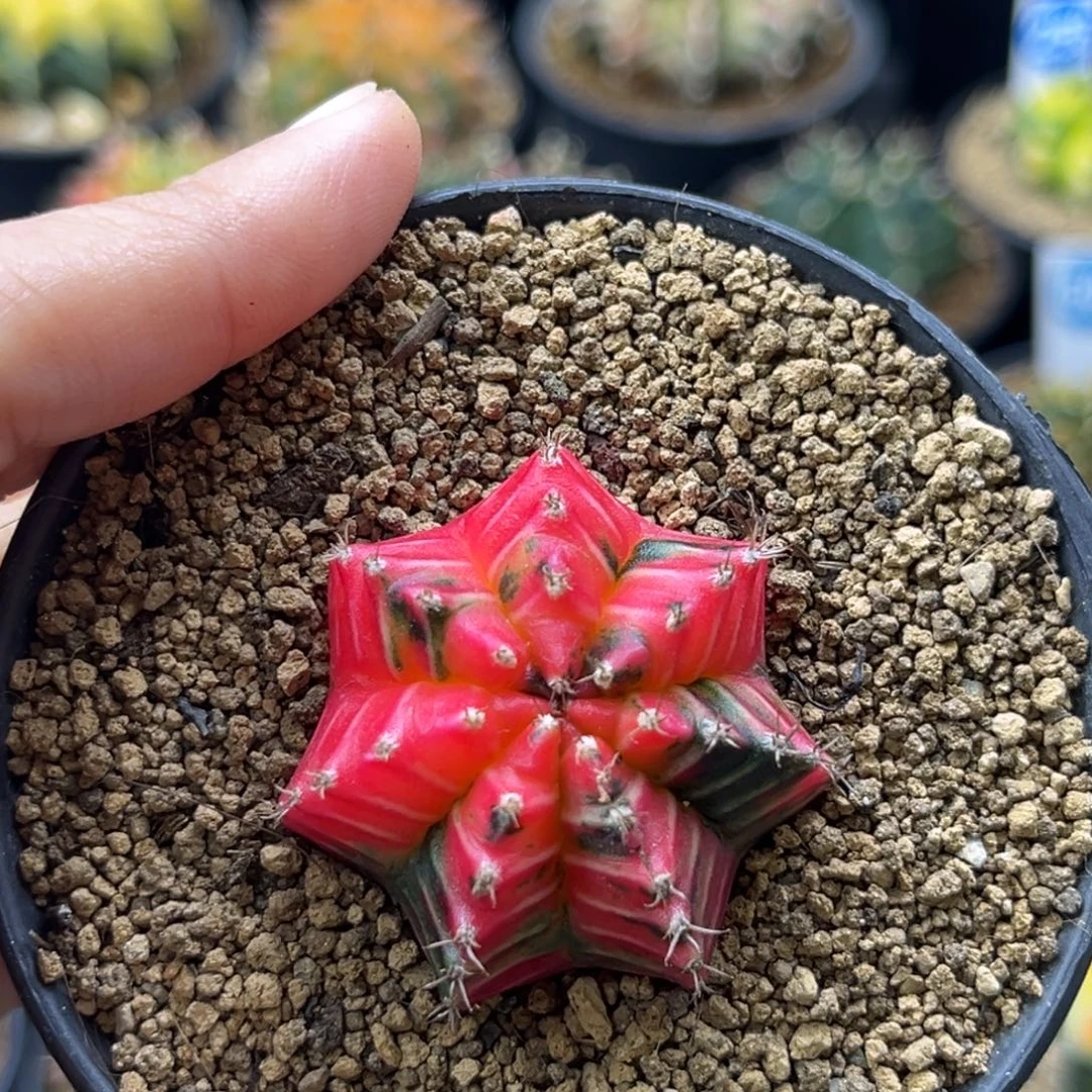 米哈锦一物一拍带盆土