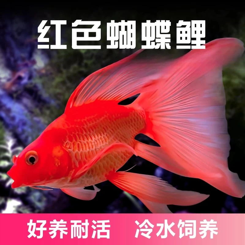 纯种台湾火红蝴蝶鲤球体大鳍大尾高背混养鱼冷水鱼观赏鱼锦鲤