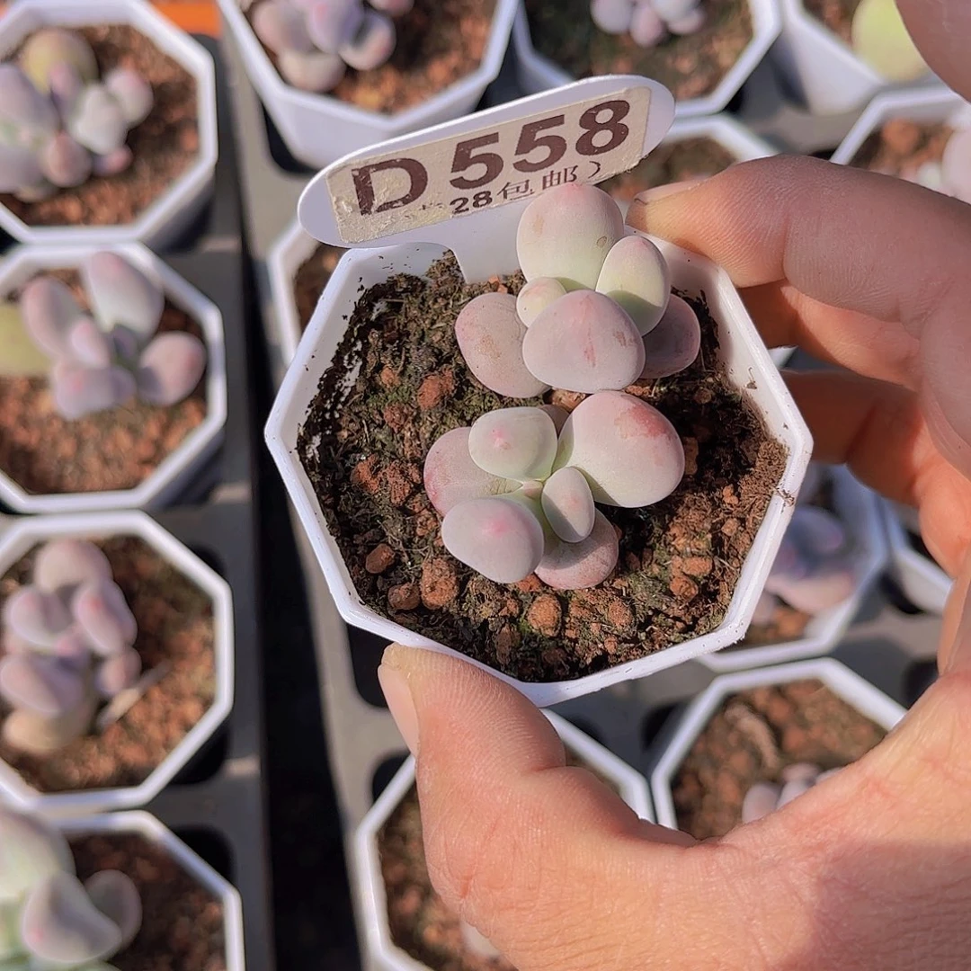 D558Mike奶一物一拍