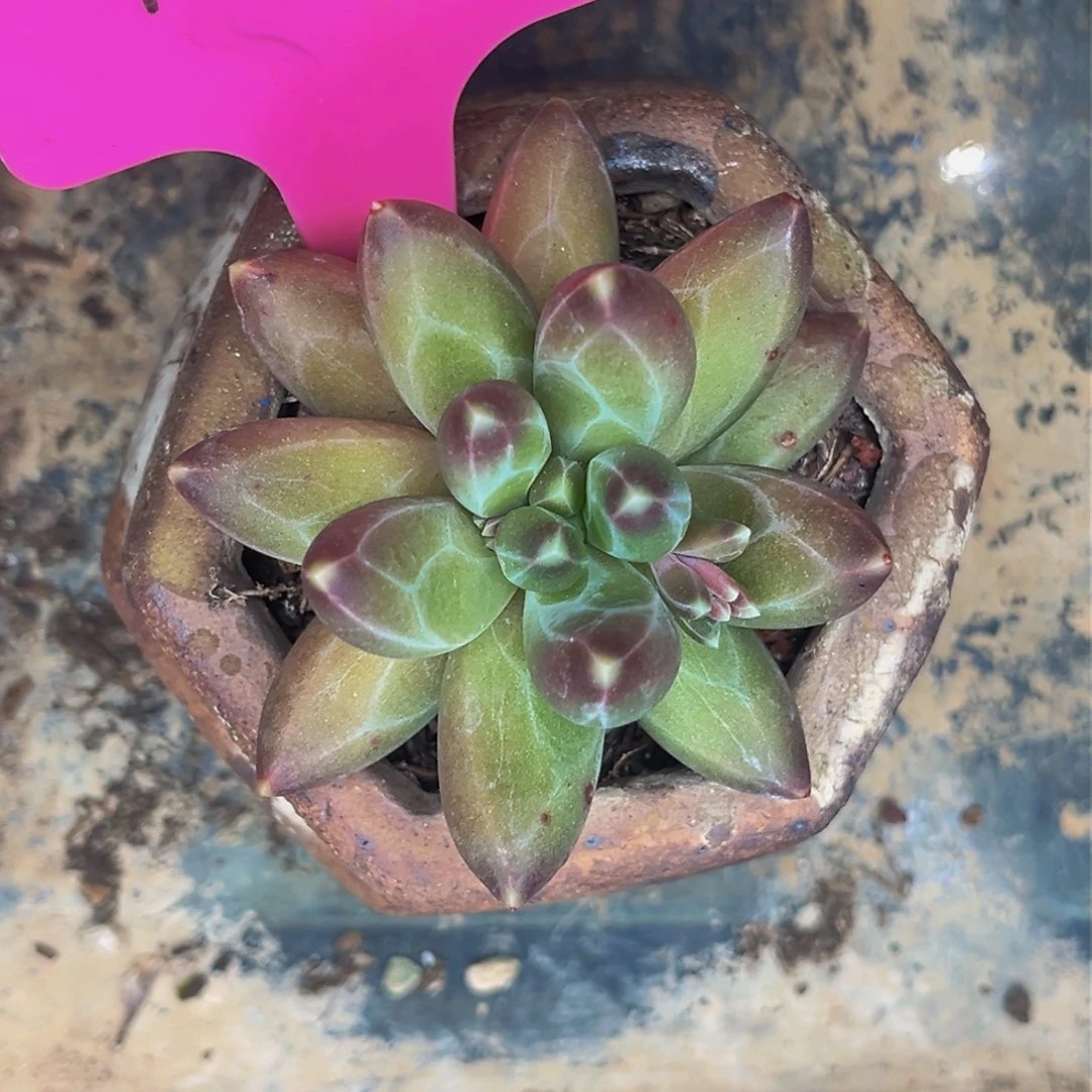 幺***子1203号晚上多肉植物群生多肉