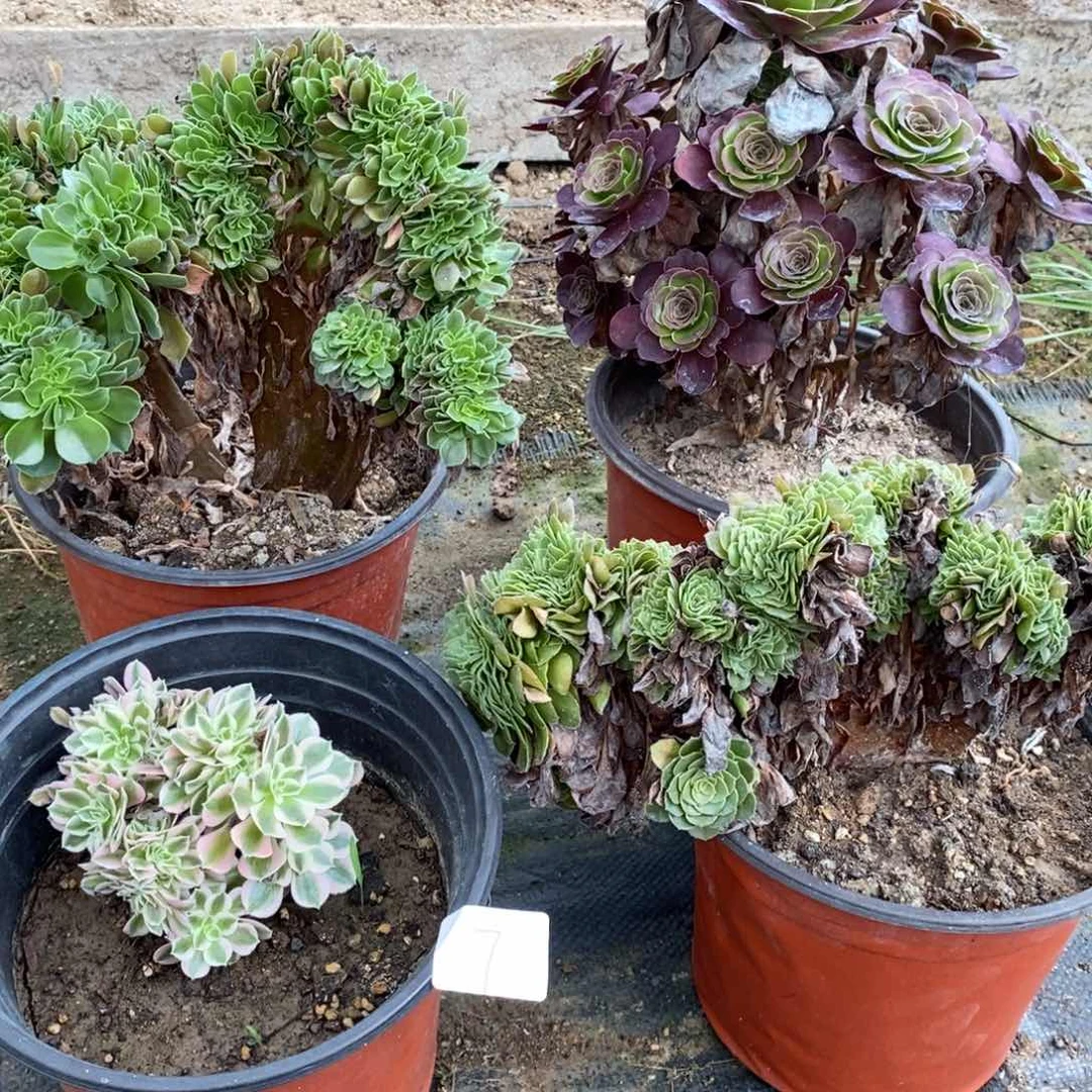 多肉植物组合拼盘7