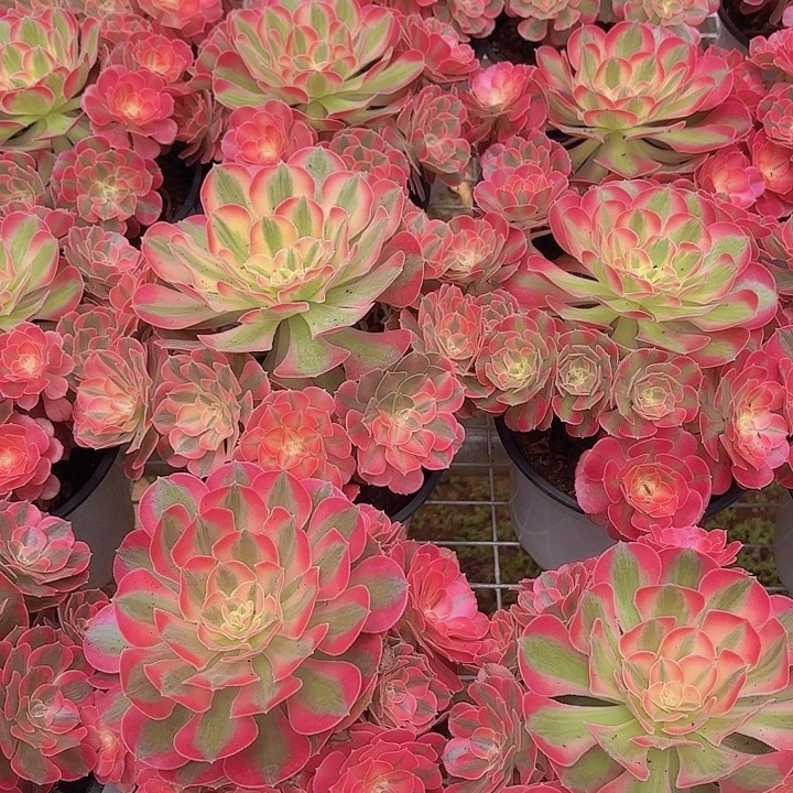 云南七彩石法师多肉量