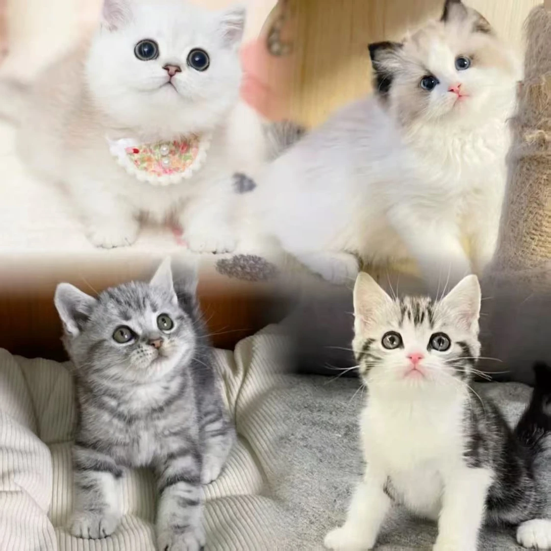【上海AGAN猫舍】宠物猫咪，纯种活体猫