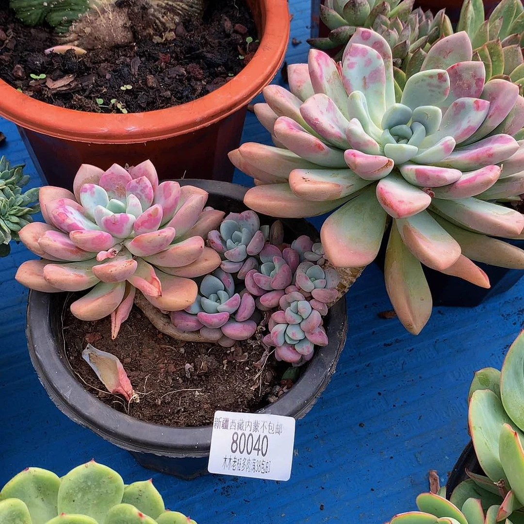 格**祥     花斑鹿80040