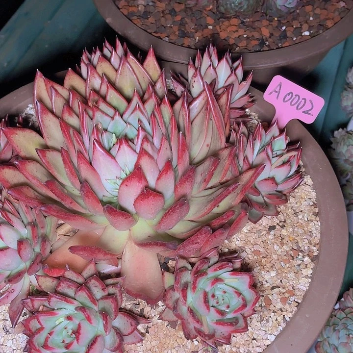 星***?冬云一物一拍A0002