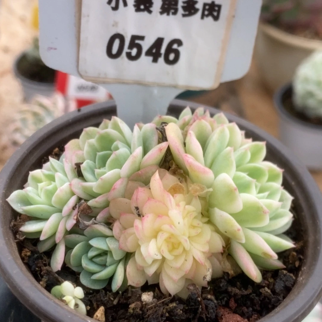 546茉莉花锦锦锦锦锦