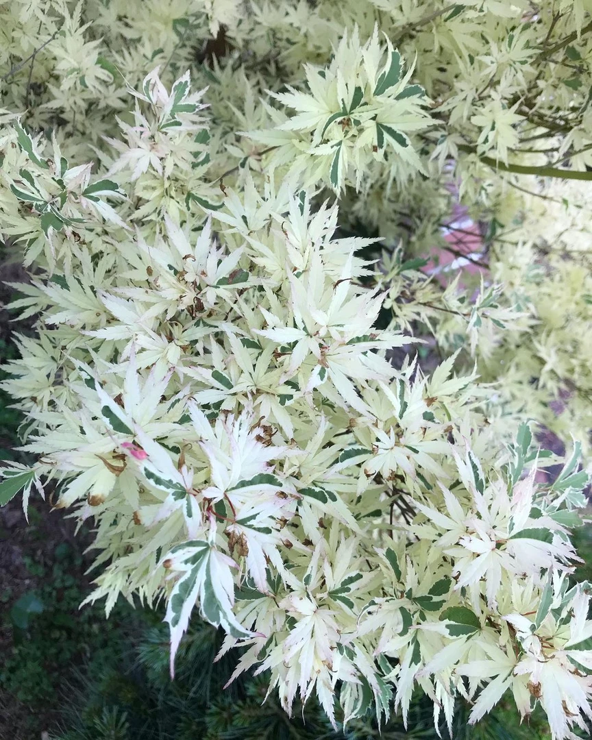 【奥久慈锦】枫享家枫树庭院阳台植物羽毛枫