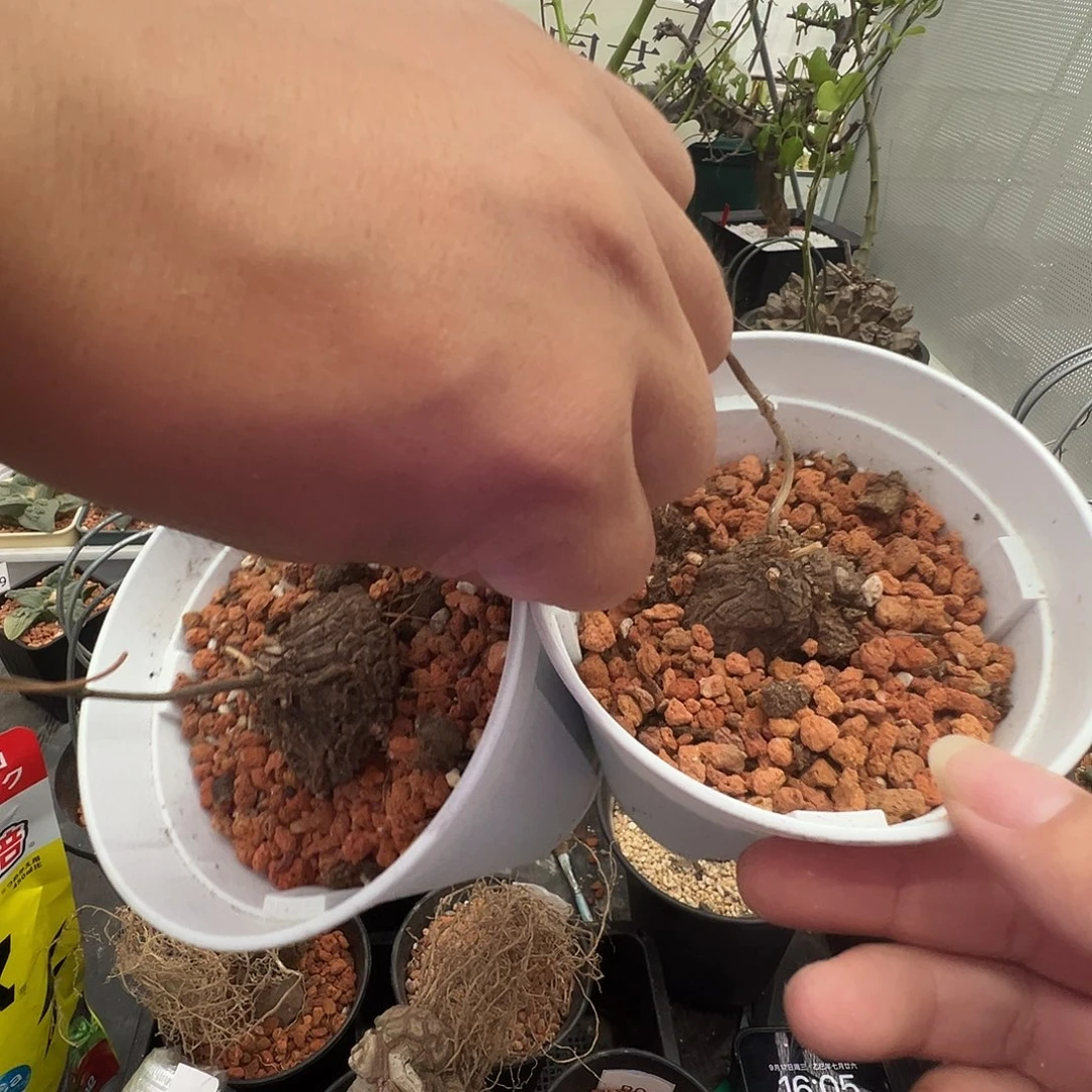 A***M多肉植物专拍 一物一拍 墨西哥龟甲龙888