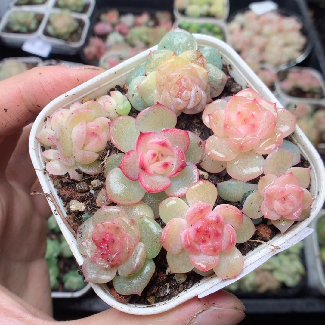 无花朵T15 yyyyyyy