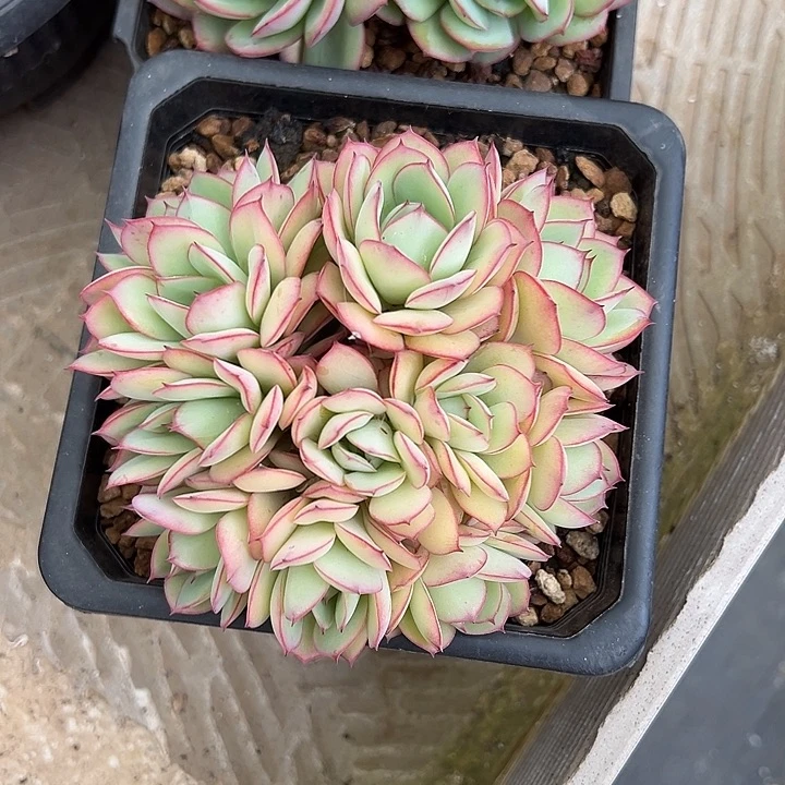 牡丹亭朵朵缀hi寄养