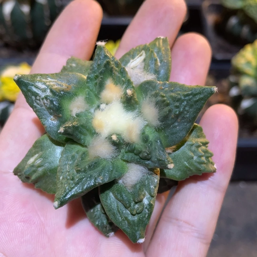 怒杂748 仙人球开花 无根