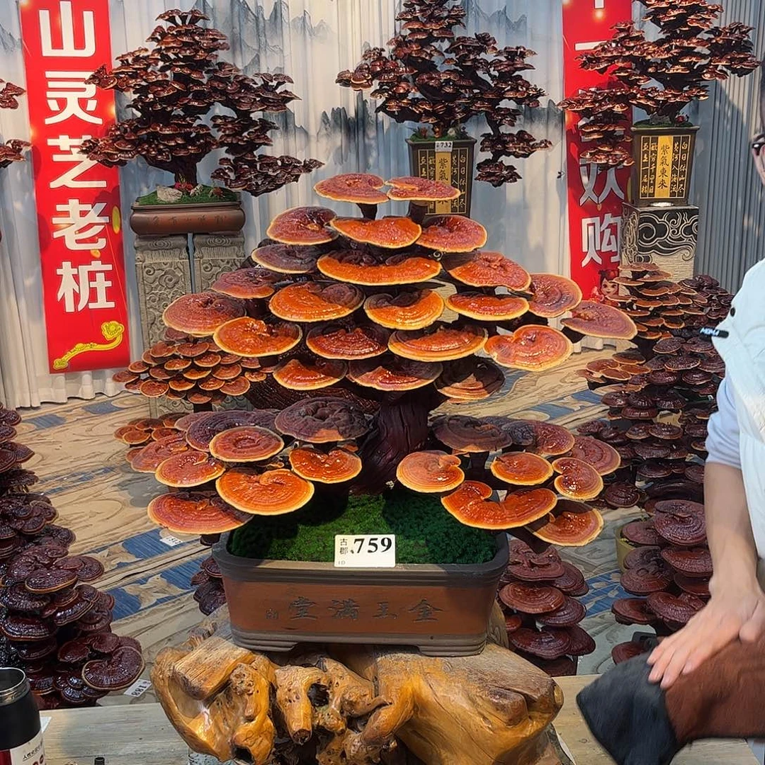 无花朵888888888888