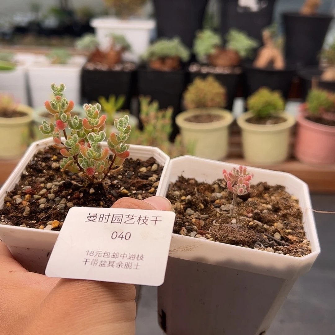 韩****)40号冰晶1.5多肉