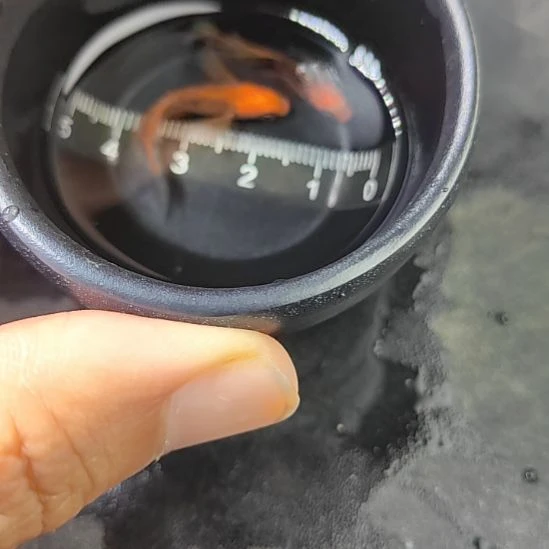 青鳉鱼观背青鳉鱼长鳍龙章凤姿