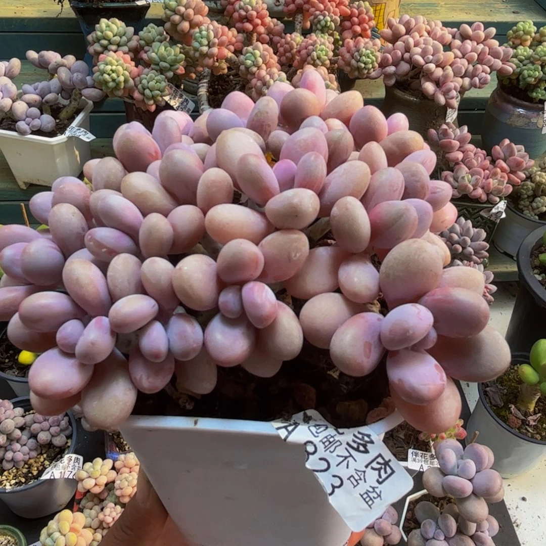 823糖果桃蛋12cmdr