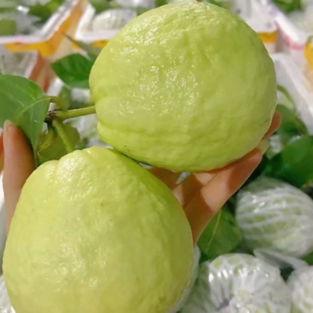 鹏子自营-奶油芭乐（个人口感不接受售后）顺丰包邮