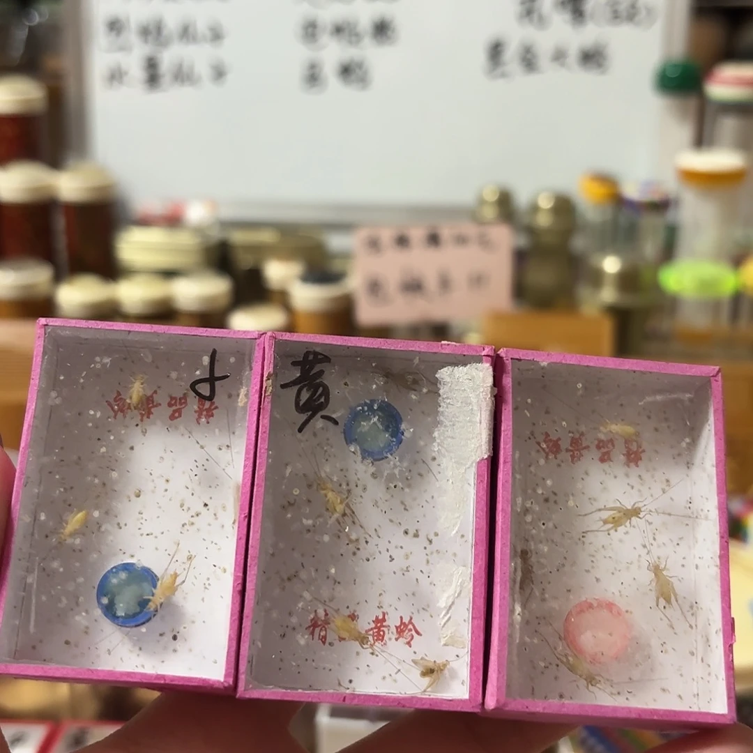 三盒小黄 过冬小黄