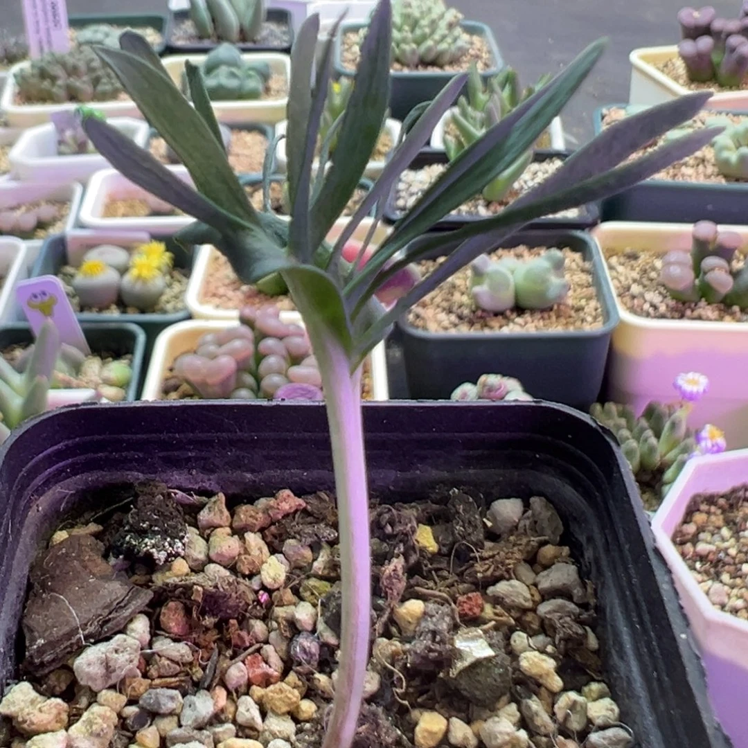 猪排猪排 肉锥植物