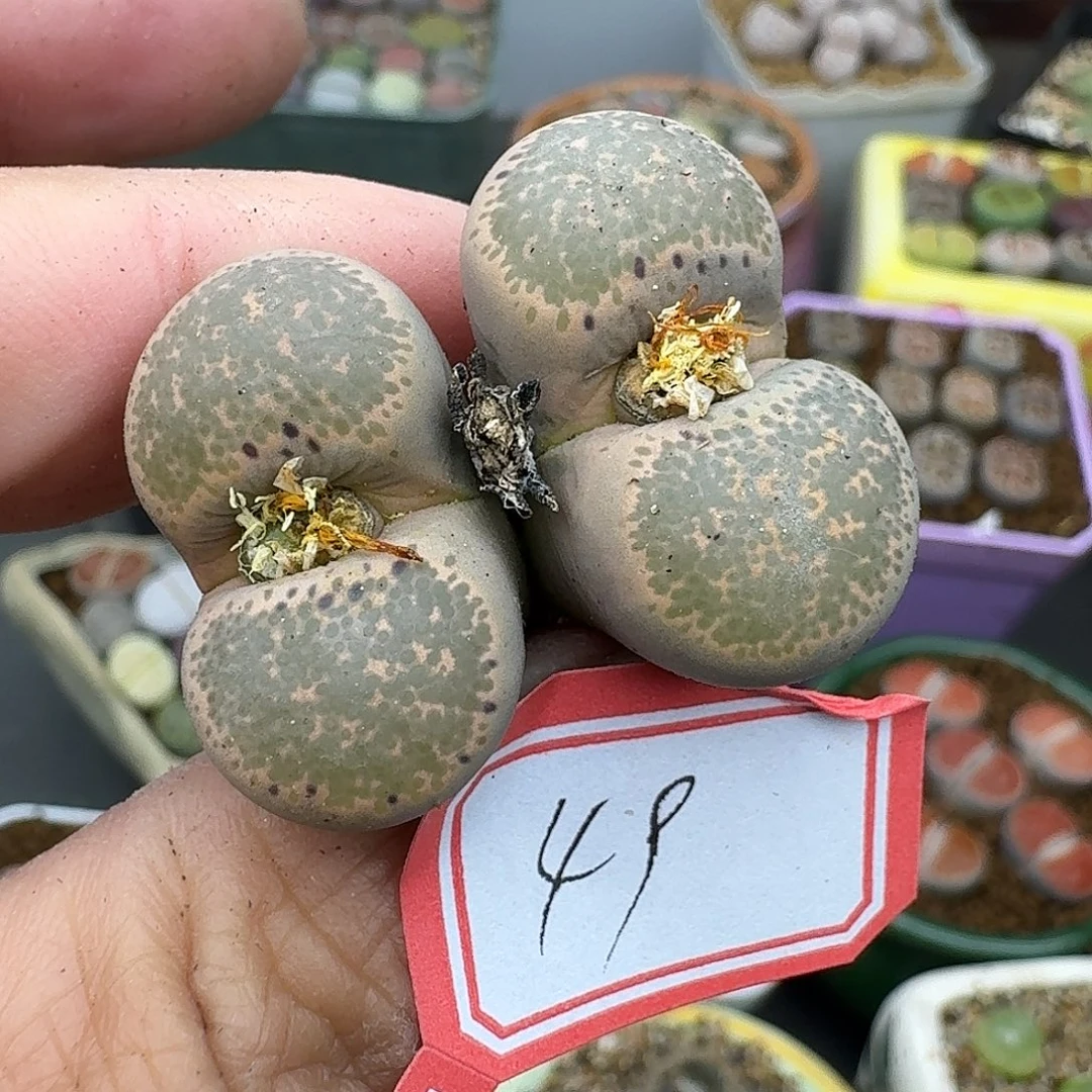 49多肉哈哈哈哈哈哈